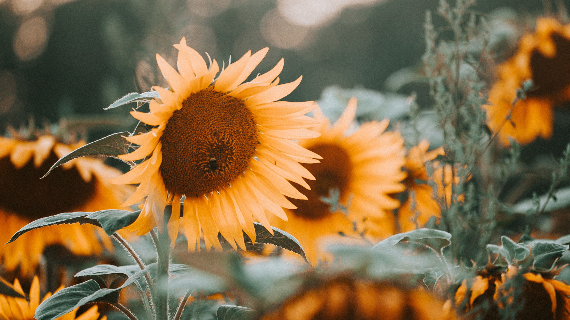 Sonnenblumen im warmen Abendlicht