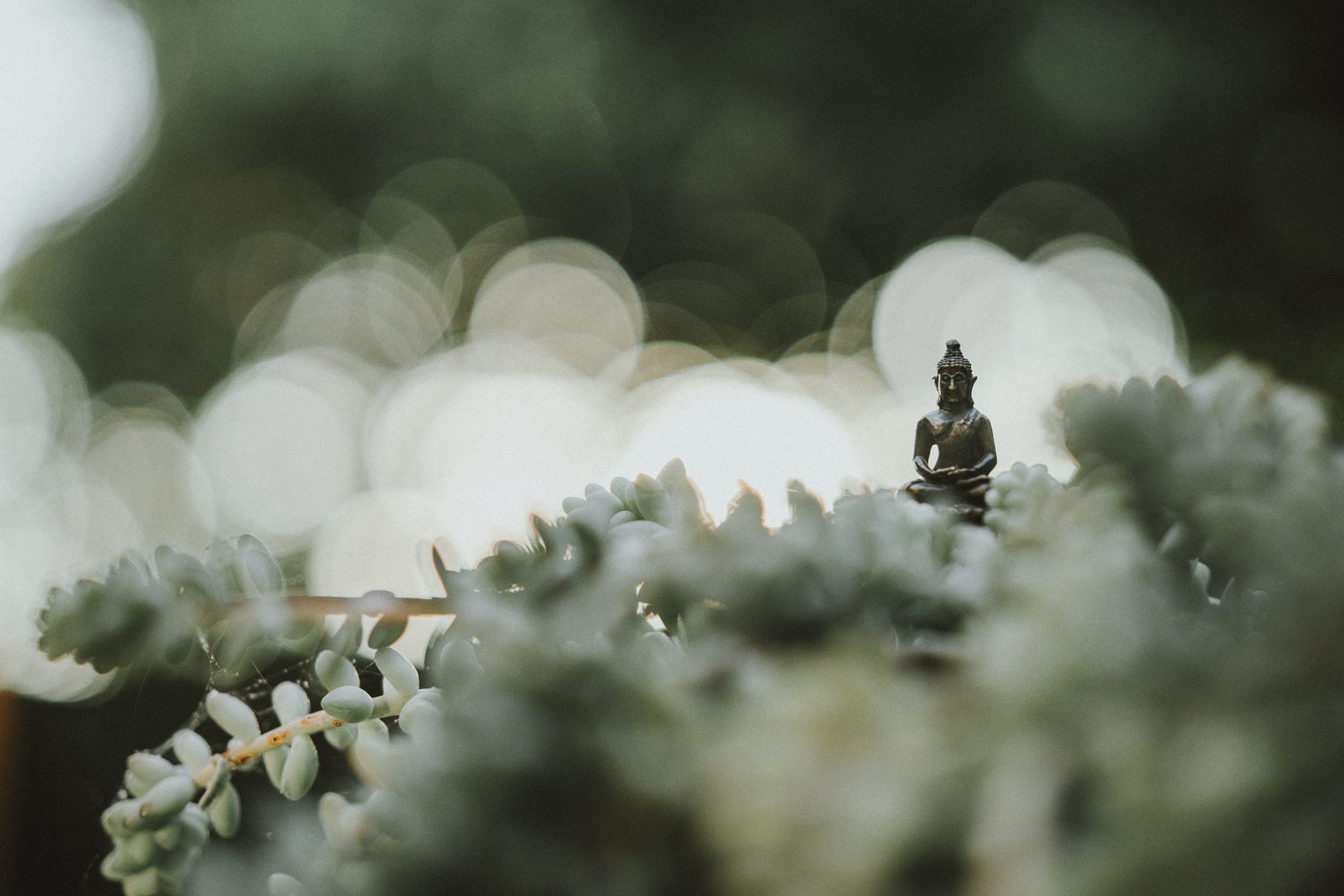 Kleine Buddha-Figur zwischen Sukkulenten im warmen Licht