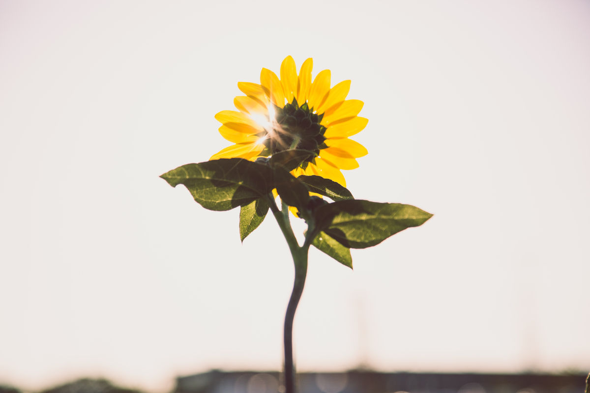 Eine einzelne Sonnenblume im Gegenlicht